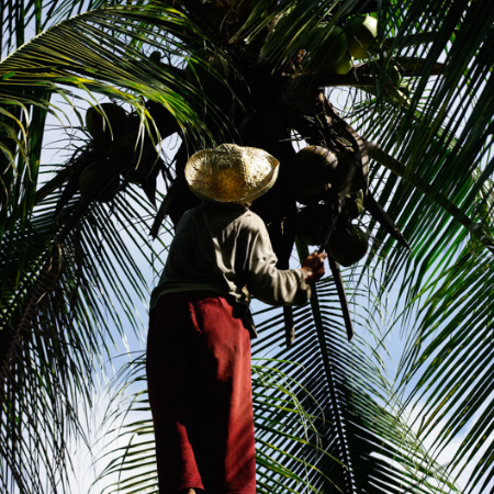 Zbieranie kokosów Filipiny