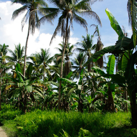 Plantacja palm kokosowych i bananowców